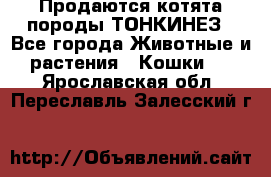 Продаются котята породы ТОНКИНЕЗ - Все города Животные и растения » Кошки   . Ярославская обл.,Переславль-Залесский г.